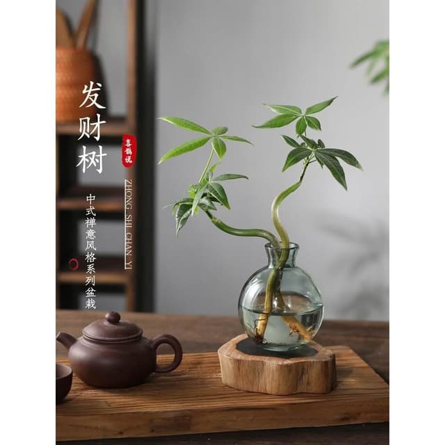 发财树小盆栽花卉水培植物客厅桌面绿植室内四季招财树办公室好养