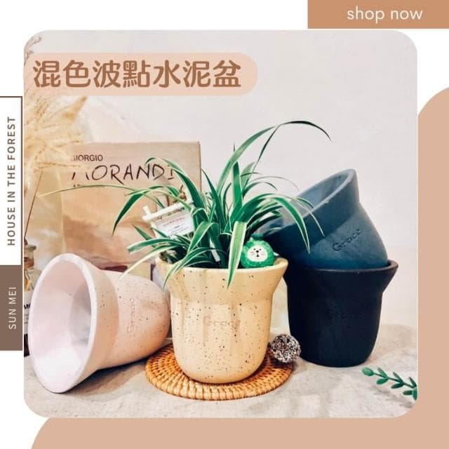 水泥盆 混色波點水泥盆 觀葉植物 多肉植物 塊根 仙人掌  盆器 花器  植栽 辦公室植栽