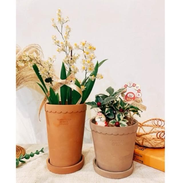 水泥盆 羅馬造型盆 盆器 花器 花瓶 器皿 觀葉 植物 植栽 過年花禮 蘭花 居家裝飾 植物 盆栽