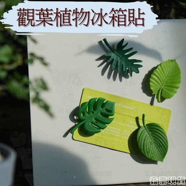 沐晨植物園｜觀葉植物冰箱貼 冰箱貼 質感 植物冰箱貼 植物周邊商品 植物配件 送禮 龜背芋冰箱貼 療癒 交換禮物