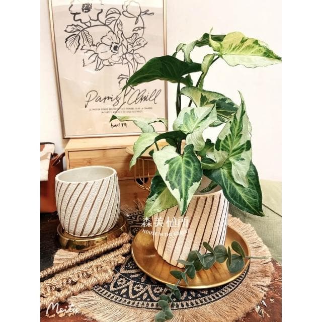 水泥盆 水泥波紋直線盆 水泥造型盆 觀葉植物 盆器 盆栽