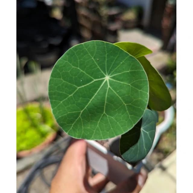 開心農元-觀葉植物- 特選植株！！ 圓葉山烏龜 🐢🐢🐢🐢🐢 塊根植物
