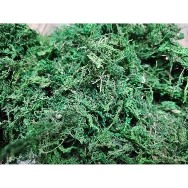 《大欣園藝》_綠水苔300公克(綠水苔 綠水草 蘭花 苔球植物 盆栽鋪面 綠水草 蘭花園藝裝飾草 多肉 組盆裝飾 青苔)