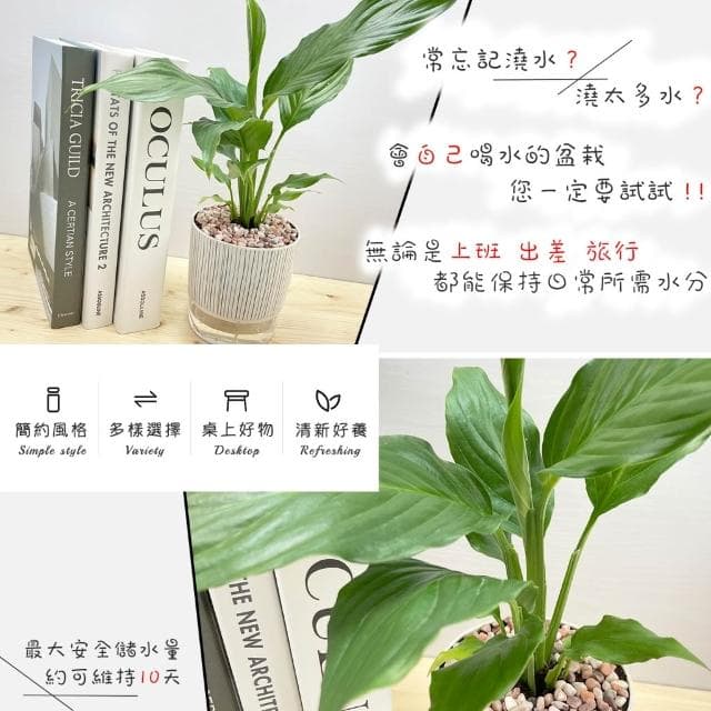 【小品文化】白鶴芋【現貨】4吋仿瓷免澆水盆栽 室內植物 室內盆栽 懶人盆栽 水培植物 水培盆栽 室內盆栽 觀葉植物