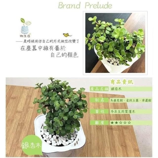 【小品文化】銀杏木【現貨】4吋透明懶人盆栽 加水更方便 觀葉植物 自動吸水 水培 創意花盆 居家辦公盆花 種子