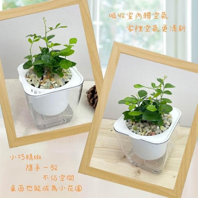 【小品文化】七里香【現貨】4吋透明懶人盆栽 加水更方便 觀葉植物 室內植物 自動吸水 水培 創意花盆 居家辦公盆花