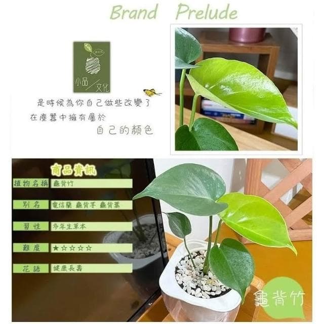 【小品文化】龜背竹【現貨】 4吋透明免澆水懶人盆栽 龜背芋 加水更方便 觀葉植物 室內植物 創意花盆 居家辦公盆花