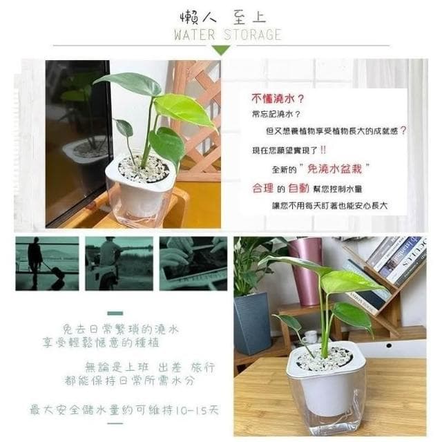 【小品文化】龜背竹【現貨】 4吋透明免澆水懶人盆栽 龜背芋 加水更方便 觀葉植物 室內植物 創意花盆 居家辦公盆花