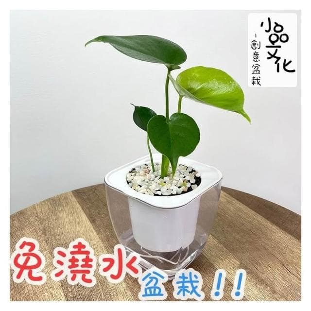 【小品文化】龜背竹【現貨】 4吋透明免澆水懶人盆栽 龜背芋 加水更方便 觀葉植物 室內植物 創意花盆 居家辦公盆花