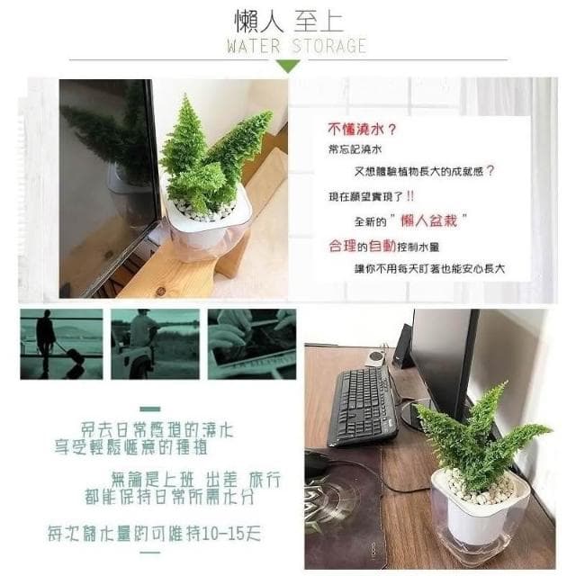 【小品文化】密葉波士頓腎蕨【現貨】4吋透明免澆水懶人盆栽 空氣淨化 加水更方便 觀葉植物 創意花盆 居家辦公盆花 種子