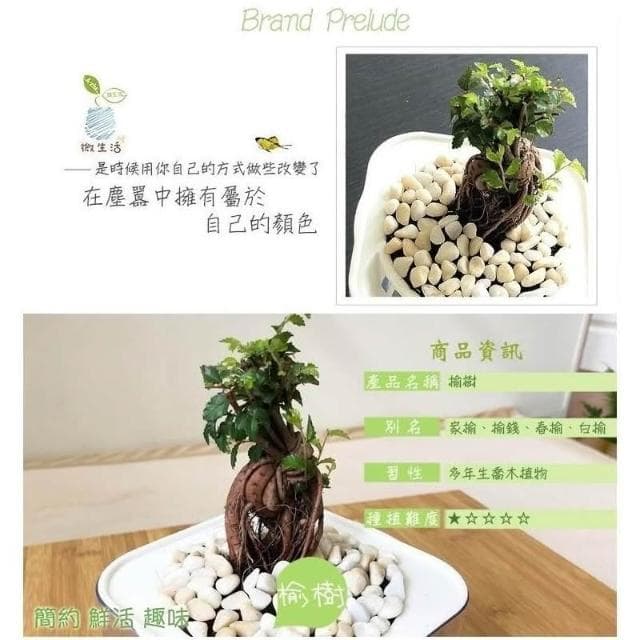 【小品文化】榆樹【現貨】4吋透明懶人盆栽 加水更方便 觀葉植物 陽台植物 自動吸水 水培 創意花盆 居家辦公盆花 種子
