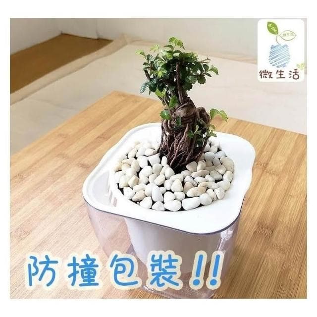 【小品文化】榆樹【現貨】4吋透明懶人盆栽 加水更方便 觀葉植物 陽台植物 自動吸水 水培 創意花盆 居家辦公盆花 種子