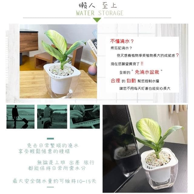 【小品文化】瑪莉安粉黛【現貨】4吋透明免澆水盆栽 懶人盆栽 觀葉植物 室內植物 自動吸水 創意花盆 居家辦公盆花