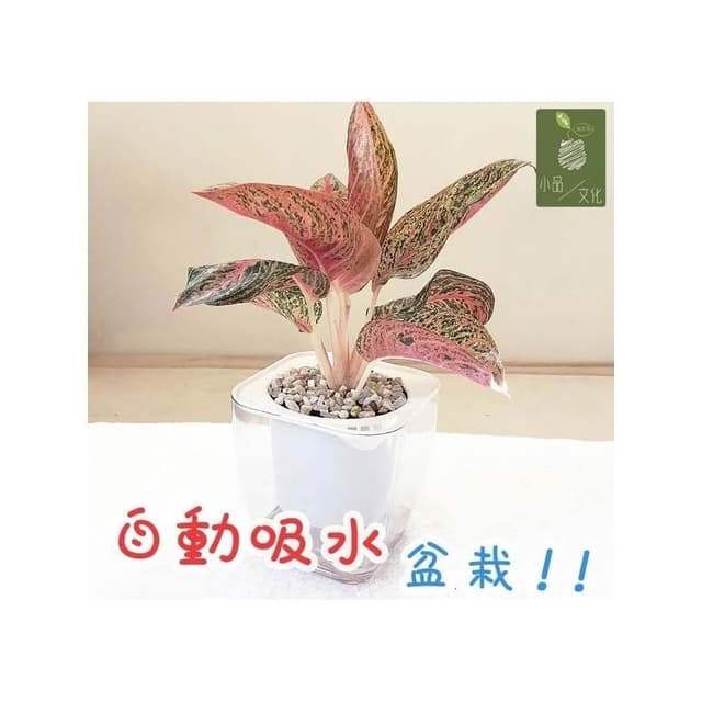 【小品文化】彩鳳【現貨】4吋透明懶人盆栽 加水更方便 觀葉植物 室內植物 自動吸水 創意花盆 居家辦公盆花 種子