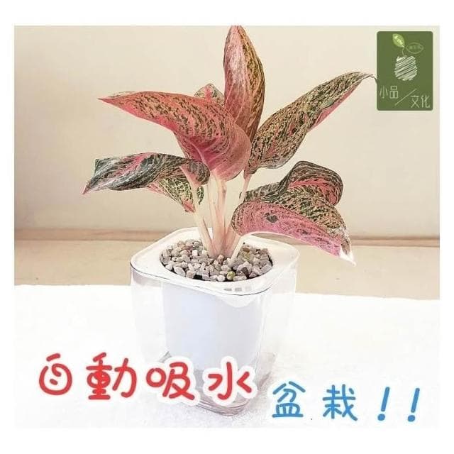 【小品文化】彩鳳【現貨】4吋透明懶人盆栽 加水更方便 觀葉植物 室內植物 自動吸水 創意花盆 居家辦公盆花 種子