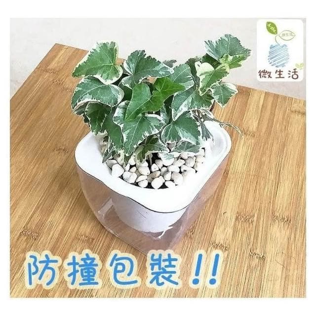 【小品文化】常春藤【現貨】4吋透明懶人盆栽 加水更方便 觀葉植物 室內植物 自動吸水 空氣淨化 創意花盆 居家辦公盆花