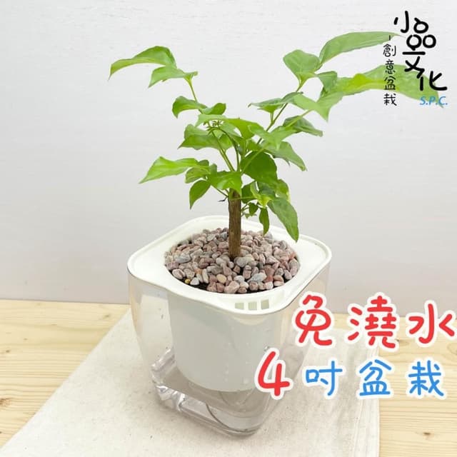 【小品文化】進財樹【現貨】4吋透明免澆水盆栽 懶人盆栽 觀葉植物 室內植物 自動吸水 創意花盆 居家辦公盆花