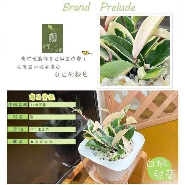 【小品文化】白斑毬蘭【現貨】4吋透明免澆水懶人盆栽 簡單好種植 觀葉植物 陽台植物 自動吸水 創意花盆 居家辦公盆花