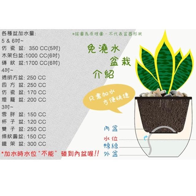 【小品文化】羅漢松【現貨】4吋透明懶人盆栽 加水更方便 觀葉植物 室內植物 自動吸水 水培 花盆 居家辦公盆花 種子