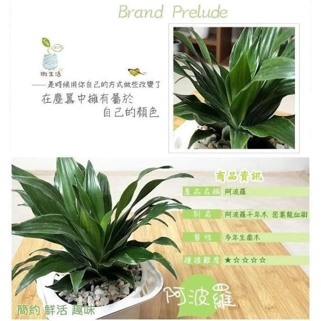 【小品文化】阿波羅【現貨】4吋透明懶人盆栽 加水更方便 觀葉植物 空氣淨化 水培 創意花盆 居家辦公盆花 種子