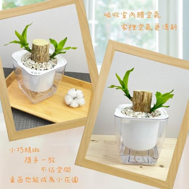 【小品文化】巴西鐵樹【現貨】4吋透明免澆水盆栽 室內植物 辦公室盆栽 懶人盆栽 水培植物 水培盆栽 植栽
