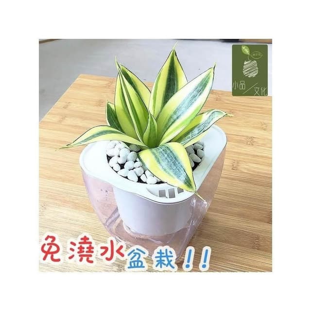 【小品文化】黃虎尾蘭【現貨】4吋透明免澆水盆栽 淨化空氣植物 室內植物 辦公室盆栽 懶人盆栽 水培植物 水培盆栽