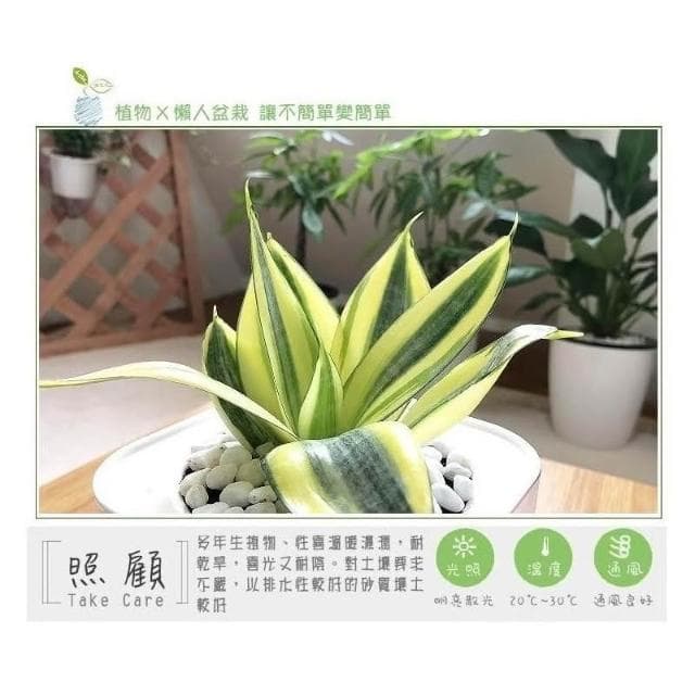 【小品文化】黃虎尾蘭【現貨】4吋透明免澆水盆栽 淨化空氣植物 室內植物 辦公室盆栽 懶人盆栽 水培植物 水培盆栽