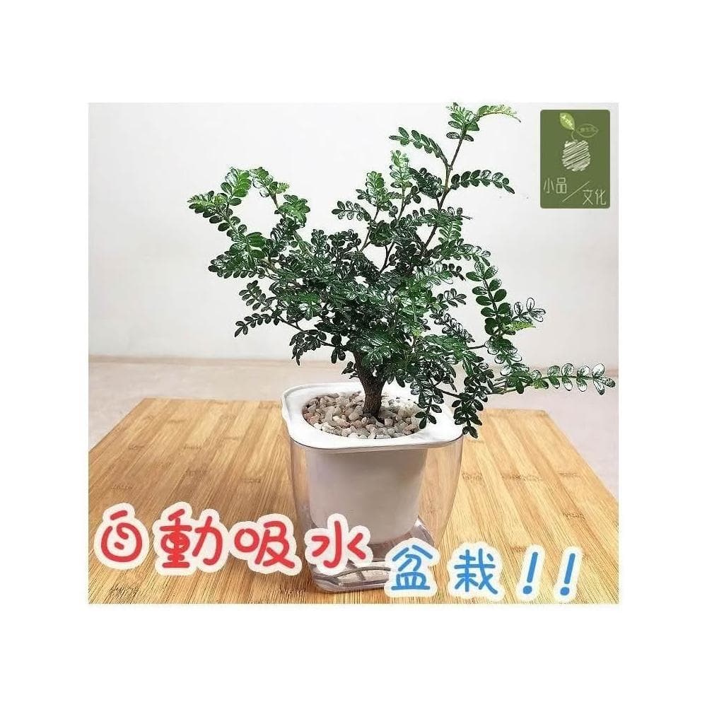 【小品文化】胡椒木【現貨】4吋透明免澆水盆栽 加水更方便 觀葉植物 室內植物 自動吸水 水培創意花盆 居家辦公盆花