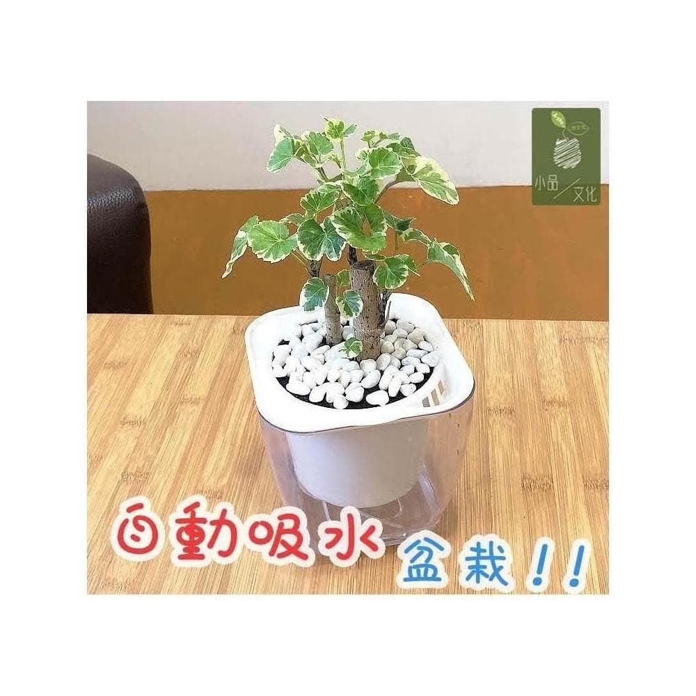 【小品文化】白雪福祿桐【現貨】4吋透明懶人盆栽 白斑川七 加水更方便 觀葉植物 自動吸水 水培 創意花盆 居家辦公盆花