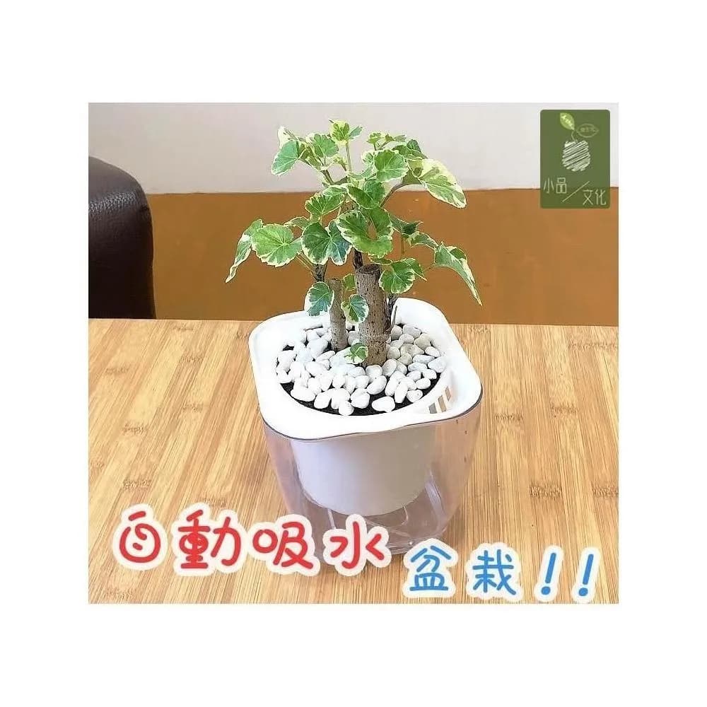 【小品文化】白雪福祿桐【現貨】4吋透明懶人盆栽 白斑川七 加水更方便 觀葉植物 自動吸水 水培 創意花盆 居家辦公盆花