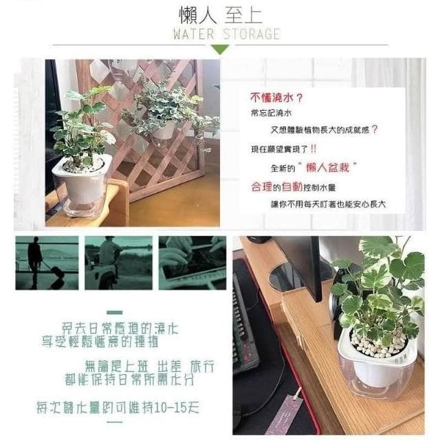 【小品文化】白雪福祿桐【現貨】4吋透明懶人盆栽 白斑川七 加水更方便 觀葉植物 自動吸水 水培 創意花盆 居家辦公盆花