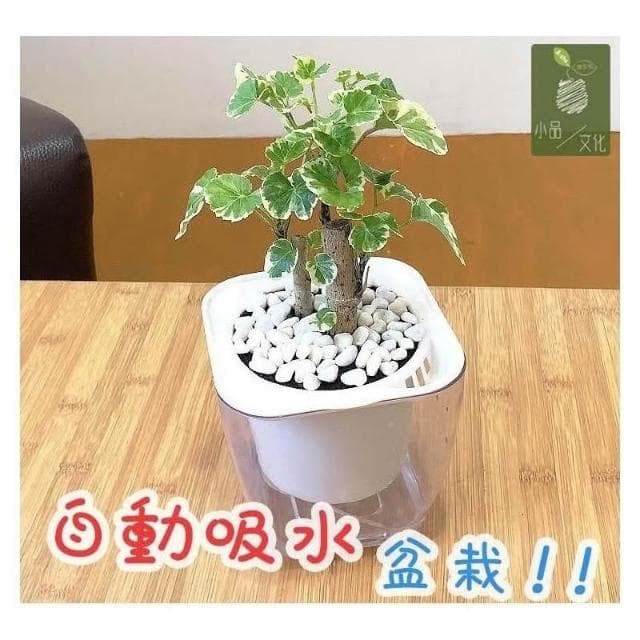 【小品文化】白雪福祿桐【現貨】4吋透明懶人盆栽 白斑川七 加水更方便 觀葉植物 自動吸水 水培 創意花盆 居家辦公盆花