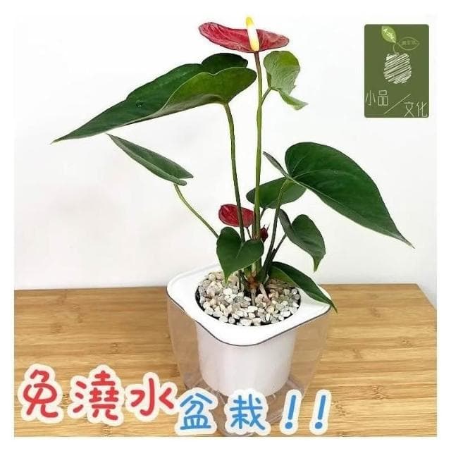 【小品文化】紅火鶴【現貨】4吋透明懶人盆栽 加水更方便 觀葉植物 陽台植物 自動吸水 水培 創意花盆 居家辦公盆花