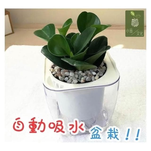 【小品文化】圓葉椒草【現貨】4吋透明懶人盆栽 加水更方便 觀葉植物 室內植物 自動吸水 創意花盆 居家辦公盆花 種子