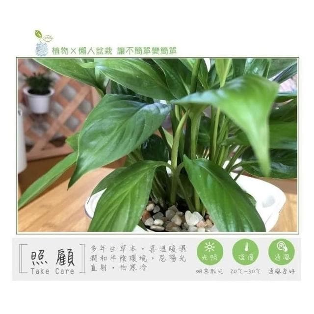 【小品文化】白鶴芋【現貨】4吋透明懶人盆栽 空氣淨化 加水更方便 觀葉植物 室內植物 水培 創意花盆 居家辦公盆花