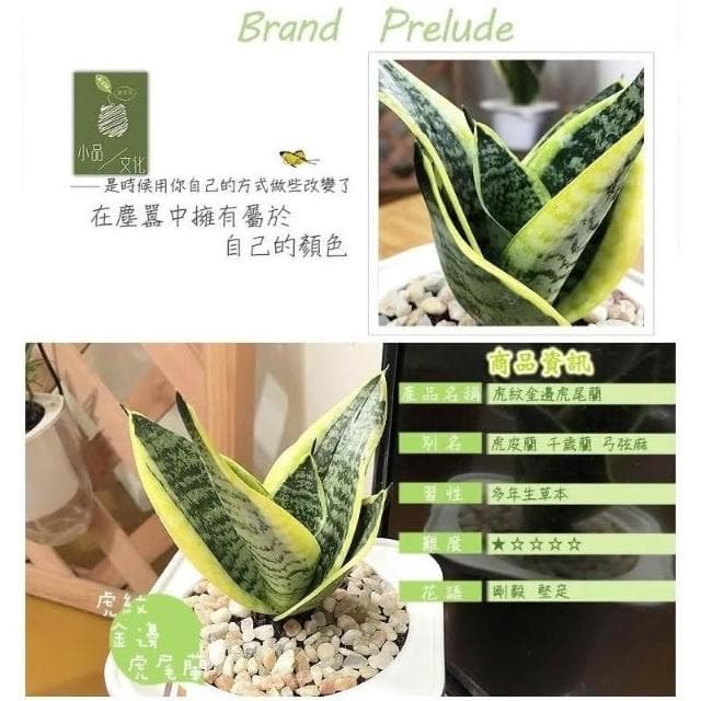【小品文化】虎紋虎尾蘭【現貨】4吋透明免澆水盆栽 淨化空氣 觀葉植物 室內植物 懶人盆栽 創意花盆 居家辦公盆花