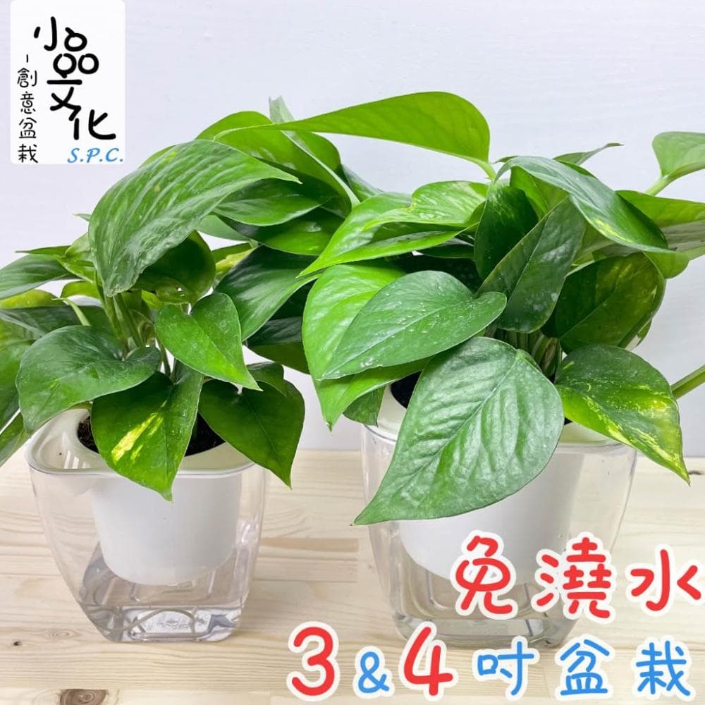 【小品文化】黃金葛【現貨】4吋透明免澆水盆栽 淨化空氣植物 廁所植物 室內植物 辦公室盆栽 懶人盆栽 水培植物 水培盆栽