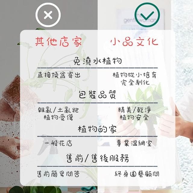 【小品文化】黃金葛【現貨】4吋透明免澆水盆栽 淨化空氣植物 廁所植物 室內植物 辦公室盆栽 懶人盆栽 水培植物 水培盆栽