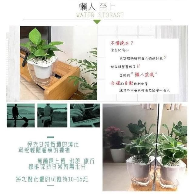 【小品文化】黃金葛【現貨】4吋透明免澆水盆栽 淨化空氣植物 廁所植物 室內植物 辦公室盆栽 懶人盆栽 水培植物 水培盆栽