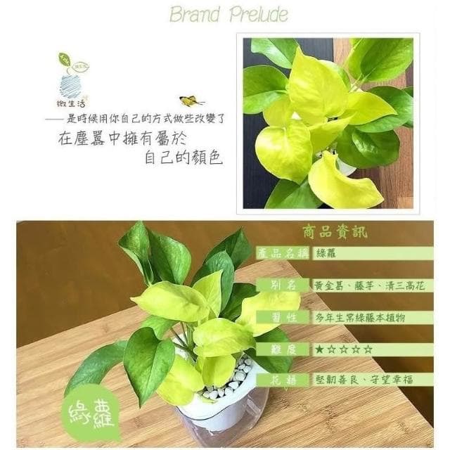 【小品文化】綠蘿【現貨】4吋透明懶人盆栽 空氣淨化 廁所植物 觀葉植物 室內植物 水培 創意花盆 居家辦公盆花