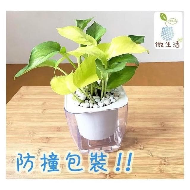 【小品文化】綠蘿【現貨】4吋透明懶人盆栽 空氣淨化 廁所植物 觀葉植物 室內植物 水培 創意花盆 居家辦公盆花