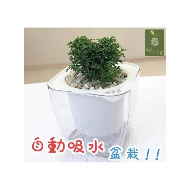 【小品文化】達摩七里香【現貨】4吋透明懶人盆栽 加水更方便 觀葉植物 室內植物 自動吸水 創意花盆 居家辦公盆花 種子
