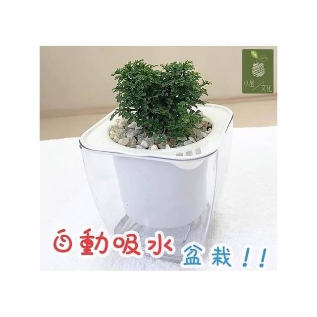 【小品文化】達摩七里香【現貨】4吋透明懶人盆栽 加水更方便 觀葉植物 室內植物 自動吸水 創意花盆 居家辦公盆花 種子