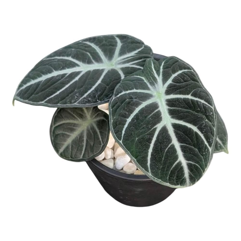 開心農元 觀葉植物 忍者觀音蓮 黑色盆栽