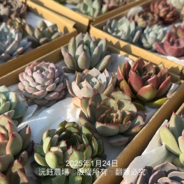 沅鈺農場   多肉植物   韓國多肉箱/多肉便當盒/砍頭植物/隨機出貨無法給名稱
