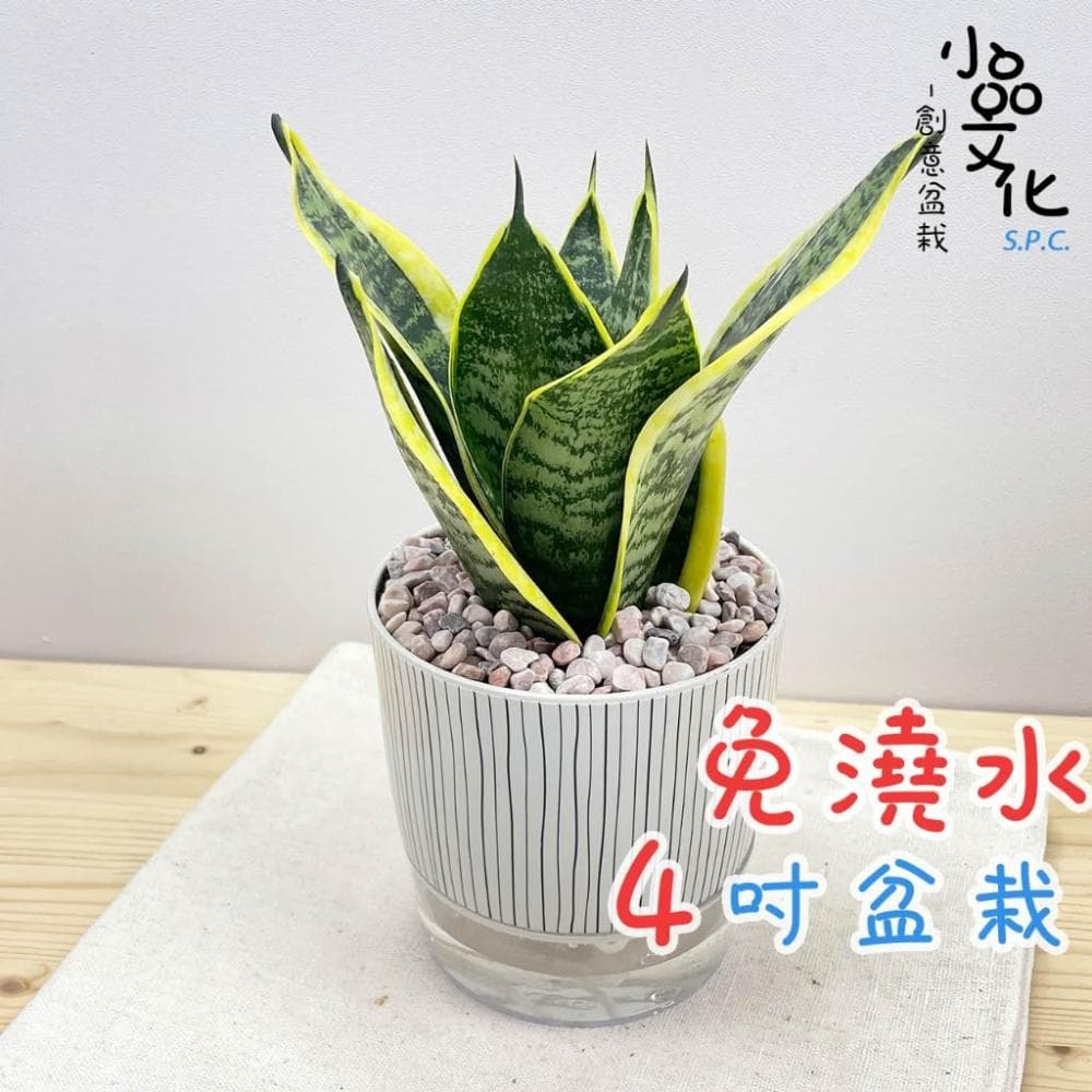 【小品文化】虎紋金邊虎尾蘭【現貨】4吋仿瓷免澆水盆栽 室內植物 室內盆栽 懶人盆栽 水培盆栽 室內盆栽 觀葉植物