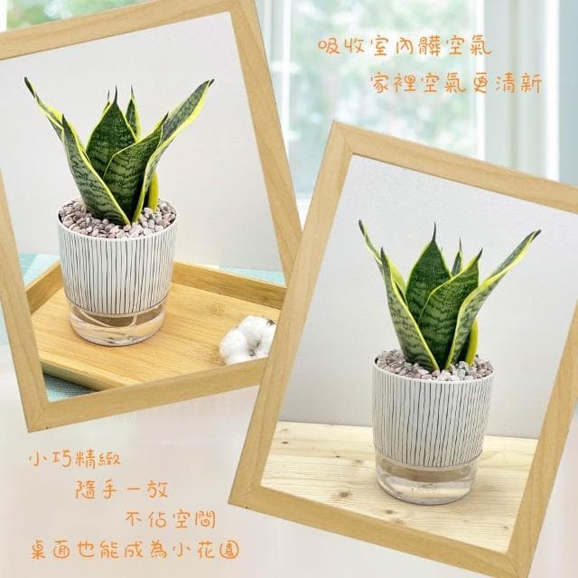 【小品文化】虎紋金邊虎尾蘭【現貨】4吋仿瓷免澆水盆栽 室內植物 室內盆栽 懶人盆栽 水培盆栽 室內盆栽 觀葉植物