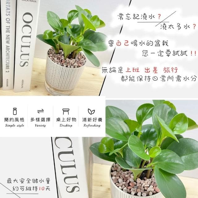 【小品文化】圓葉椒草【現貨】4吋仿瓷免澆水盆栽 室內植物 室內盆栽 懶人盆栽 水培植物 水培盆栽 室內盆栽 觀葉植物