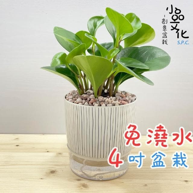 【小品文化】圓葉椒草【現貨】4吋仿瓷免澆水盆栽 室內植物 室內盆栽 懶人盆栽 水培植物 水培盆栽 室內盆栽 觀葉植物