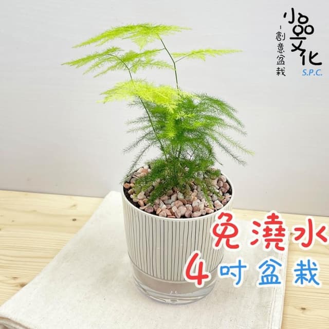 文竹【現貨】4吋仿瓷免澆水盆栽 室內植物 室內盆栽 懶人盆栽 水培植物 水培盆栽 室內盆栽 觀葉植物